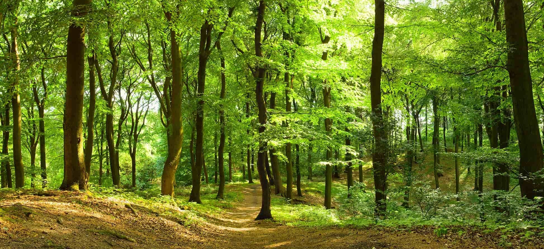 Wald als Symbol für Nachhaltigkeit