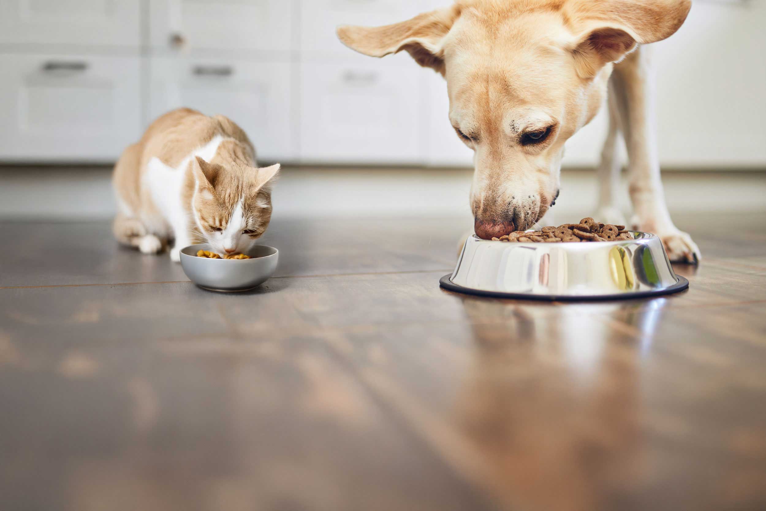 Hund und Katze am fressen